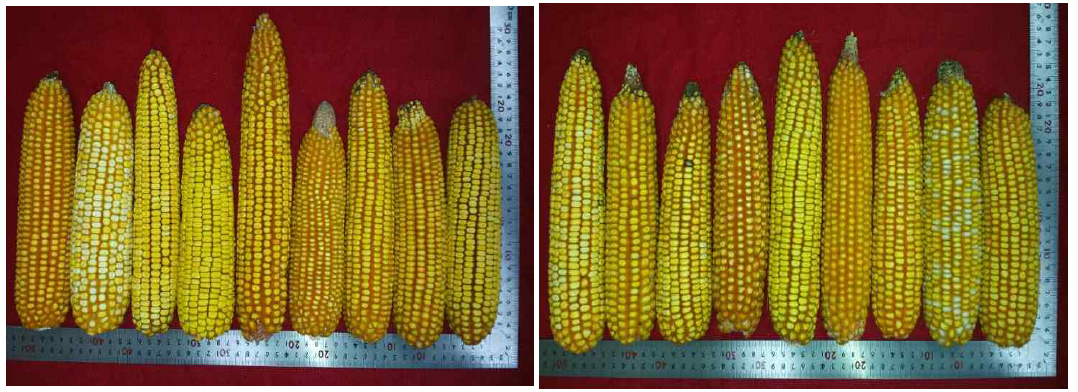 6월 25일 파종 옥수수의 이삭 특성