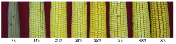 출사 후 고온 등숙일수에 따른 옥수수 이삭변화