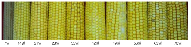 출사 후 저온 등숙일수에 따른 옥수수 이삭변화