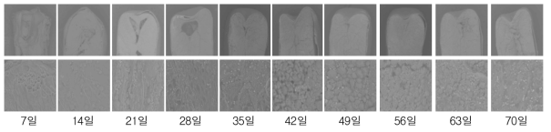 저온 등숙에 따른 광평옥 전분구조 비교