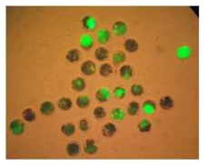 Expression of GFP in bovine blastocysts after microinjection of two sgRNA RG1 bBCE3 HIL11 GFP (-DT)K1 Vector I into cytoplasm of in vitro fertilized embryos