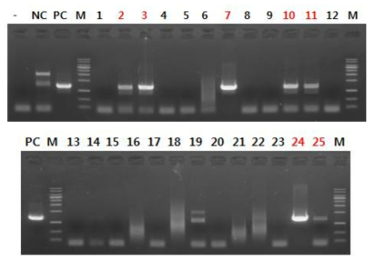 The 1st PCR analysis in bovine blastocysts after microinjection of two sgRNA RG1 bBCE3 HIL11 GFP (-DT)K1 Vector I into cytoplasm of in vitro fertilized embryos (Positive expression of GFP in blastocyst of number 1-12 and 18-25; Knock-in confirmation in blastocyst of red number 2, 3, 7, 10, 11, 24, 25; negative expression of GFP in blastocyst of number 13-17)
