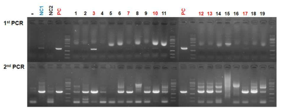 2nd PCR analysis in bovine blastocysts after microinjection of two sgRNA RG1 bBCE3 HIL11 GFP (-DT)K1 Vector I into cytoplasm of in vitro fertilized embryos (Positive expression of GFP in blastocyst of number 1-17 and 18-25; Knock-in confirmation in blastocyst of red number 3, 7, 10, 12, 13, 17; negative expression of GFP in blastocyst of number 18-19)