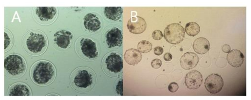 The thawed blastocysts after freezing by PNC vitrification method (A : just thawing, B : hatched blastocysts after thawing)
