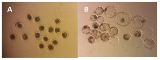 The thawed blastocysts after freezing by EM grid vitrification method (A : just thawing, B : hatched blastocysts after thawing)