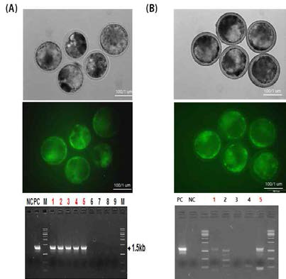 Confirmation of genes targeting in endostatin and lactoferrin genes knock-in vector and RGEN microinjected blastocysts. Analysis of PCR and expression of GFP in microinjected blatocysts. (A) DT-A_tEndo KI vector and (B) DT-A/bBCE3 RG1_hLF_GFP KI vector