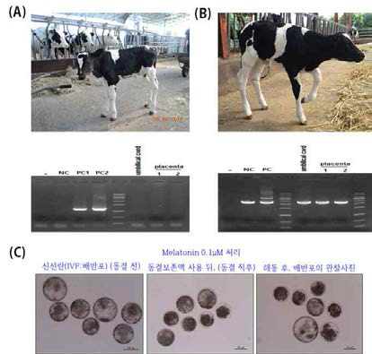 Confirmation of calf and genes targeting after transfer of microinjected blastocysts. (A) transplantation – September 10, 2015, born – May, 2016 and (B) transplantation – December 3, 2015, born – September, 2016. (C) Confirmation of vitrified and thawed blastocysts quality accroding to melatonin treatment