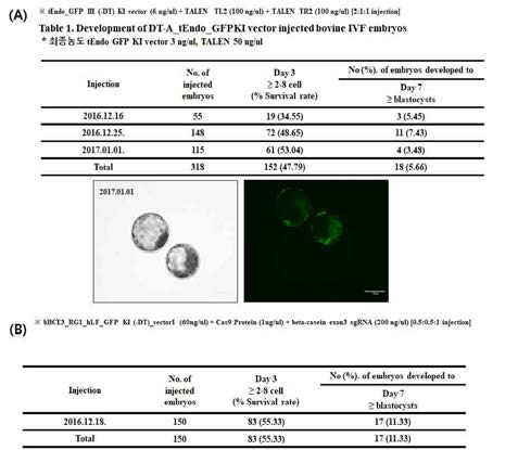 Development rates of mincroinjected embryos. (A) Development rates and GFP expression in microinjected zygotes in tEndo_GFP III (-DT) KI vector (6 ng/ul) + TALEN TL2 (100 ng/ul) + TALEN TR2 (100 ng/ul) [2:1:1 injection] condition