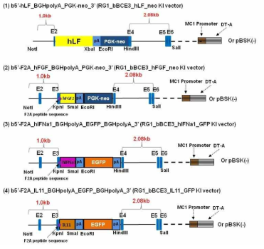 The knock-in vector for expression of human lactoferrin, FGF2, hIFNα and IL11 gene on the exon 2 locus of bovine β-casein gene
