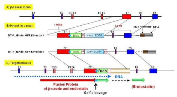 The knock-in strategy in the bovine β-casein gene exon 7 locus for expression of human endostatin gene using RGEN