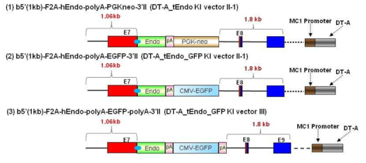The knock-in vector for expression of human endostatin gene on the exon 7 locus of bovine β-casein gene