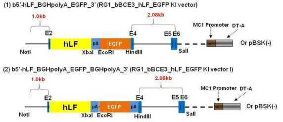 Construction of hLF knock-in vector for investigation of homologous recombination by RGEN injection in to the zygote