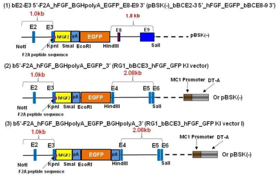 Construction of hFGF2 knock-in vector for investigation of homologous recombination by RGEN injection in to the zygote