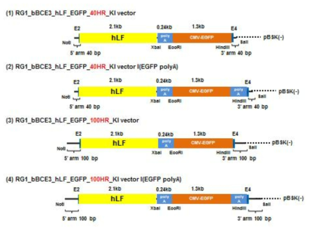 Construction of human lactoferrin knock-in vector for investigation of homologous recombination by RGEN injection in to the zygote