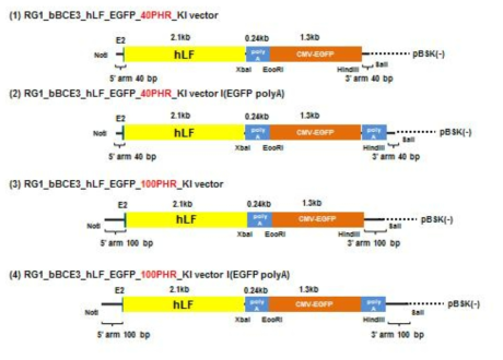 Construction of human lactoferrin knock-in vector for investigation of homologous recombination by RGEN injection in to the zygote