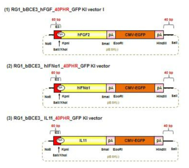 Construction of hFGF2, hIFNα1 and hIL11 knock-in vector for investigation of homologous recombination by RGEN injection in to the zygote