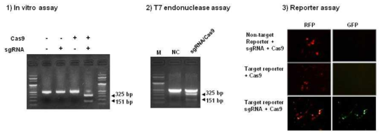 Validation of the sgRNA/Cas9 (RGEN) for target site of bovine β-casein exon 2 and 7