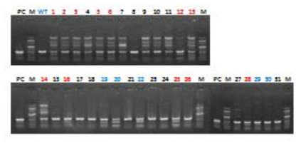 Validation of indel in the zygote injected the sgRNA/Cas9 (RGEN)