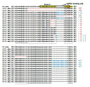 Sequence analysis of sgRNA traget site injected the sgRNA/Cas9 (RGEN)