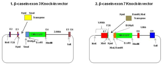 Development of knock-in vector to insert therapeutic protein gene by one-step ligation