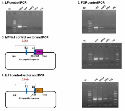 Development of control vector for screening of knock-in embryo and validation of PCR condition