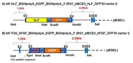 Construction of RG1_ bBCE3_hFGF_GFP I (-DT) and RG1_bBCE3_hLF_GFP I (-DT) vector