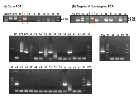 Analysis of knock-in embryo injected with DT-A_RG1_ bBCE3_hFGF_GFP I vector by PCR