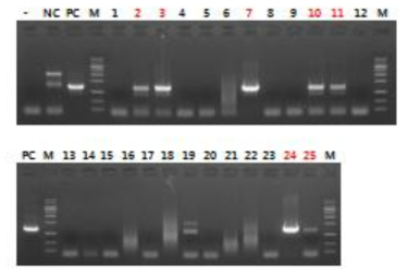 Analysis of knock-in embryo injected with RG1_bBCE2_IL11_GFP I vector by PCR
