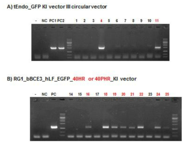 Analysis of knock-in embryo injected with endostatin and latoferrin knock-in vector by PCR