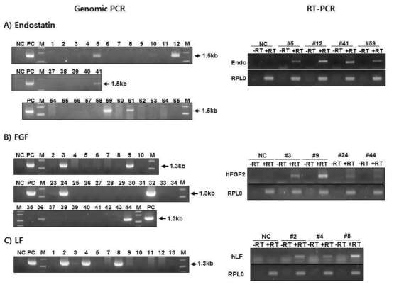 Analysis of endostatin, hFGF2 and lactoferrin expression in the Mac-T cells transfected with knock-in vector by RT-PCR