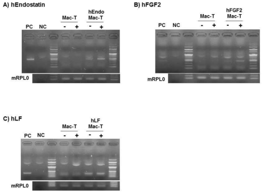 mRNA expression of endostatin and lactoferrin in the knock-in Mac-T cells after lactogenic hormone induction
