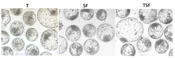 In vitro development of bovine IVF Day 7 blastocysts using different treatment sperm method