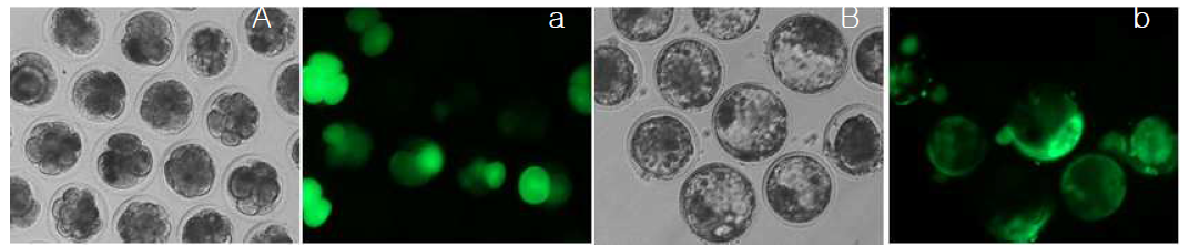 The developmental morphology and GFP expression level of bovine IVF embryos injected with N3 GFP gene. A, a) Day 4 IVF embryos B, b) Day 8 IVF blatocysts