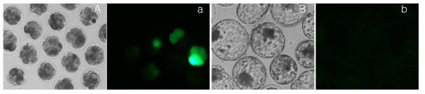 The developmental morphology and GFP expression level of bovine IVF embryos injected with hFGF knock-in vector [sgRNA (200ng/㎕) + Cas9 protein (250ng/ ㎕) + RG_hFGF_GFp vector (2ng/㎕) (1:1:1 mix)]. A, a) Day 4 IVF embryos B, b) Day 8 IVF blatocysts