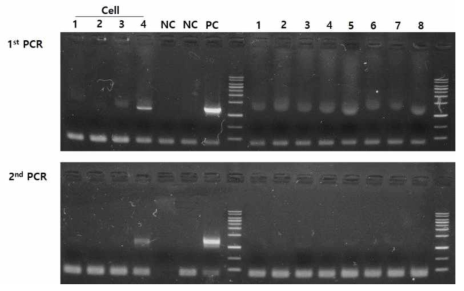 Analysis of knock-in IVF embryo injected with FGF knock-in vector [sgRNA (200ng/㎕) + Cas9 protein (250ng/㎕) + RG_hFGF_GFp vector (2ng/㎕) (1:1:1 mix)] by PCR