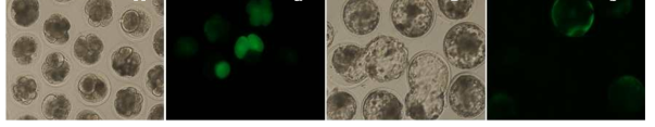The developmental morphology and GFP expression level of bovine IVF embryos injected with hFGF knock-in vector [sgRNA (200ng/㎕) + Cas9 mRNA (200ng/ ㎕) + RG_hFGF_GFP vector (4ng/㎕) (1:1:1 mix)]. A, a) Day 4 IVF embryos B, b) Day 8 IVF blatocysts