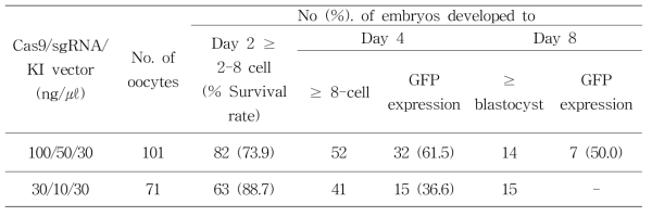 In vitro development of bovine IVF embryos and GFP expression injected with hFGF knock-in vector mixed two different concentration