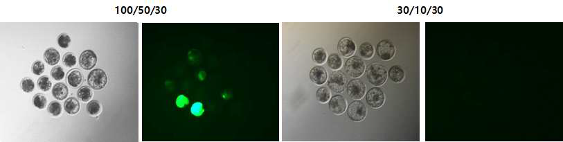 The developmental morphology and GFP expression level of bovine IVF embryos injected with hFGF knock-in vector mixed two different concentration