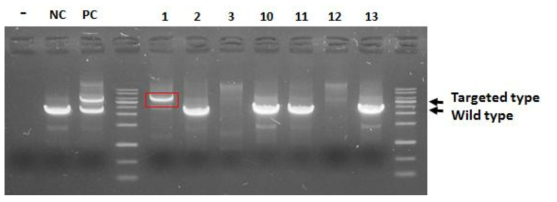 Analysis of knock-in IVF embryo injected with FGF knock-in vector (Cas9/sgRNA/KI vector : 100/50/30) by PCR