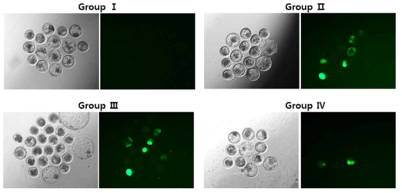 The developmental morphology and GFP expression level of bovine IVF embryos injected with hFGF knock-in vector (Group Ⅰ~Ⅳ)