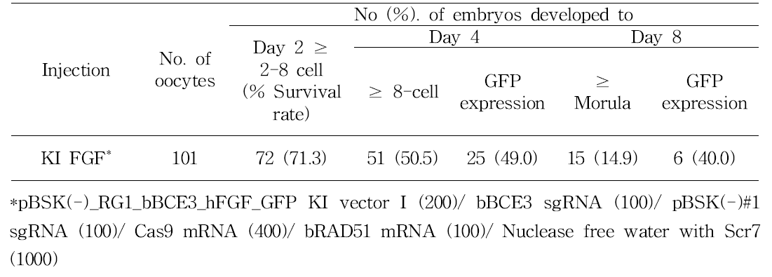 In vitro development of bovine hFGF knock-in IVF embryos and GFP expression with RS-1
