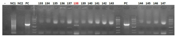 Analysis of knock-in IVF embryo injected with FGF knock-in vector [pBSK(-)_RG1_bBCE3_hFGF_GFP KI vector I (200)/ bBCE3 sgRNA (100)/ pBSK(-)#1 sgRNA (100)/ Cas9 mRNA (400)/ bRAD51 mRNA (100)/ Nuclease free water with Scr7 (1000)] by PCR