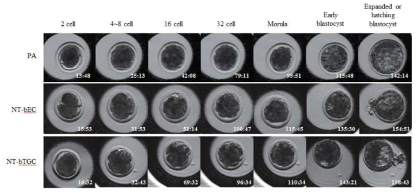 Images from time-lapse monitoring of in vitro developed bovine PA and somatic cell NT embryos generated using non-transgenic (NT-bEC) or transgenic (NT-bTGC) donor cells that were classified as early cleaving and with a normal morphology from the two cell to expanded or hatching blastocyst stages. Investigated time is approaching development stage of each embryo