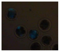 Expression of GFP in bovine embryos after microinjection of GFP DNA into pronucleus of in vitro fertilized embryos