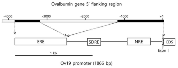 Structure of 1.9 Kb ovalbumin promoter. Ov42 promoter, 4.2 Kb ovalbumin promoter; Ov19 promoter, 1.9 Kb ovalbumin promoter; ERE, estrogen regulatory element; SDRE, steroid-dependant regulatory element; NRE, negative regulatory element