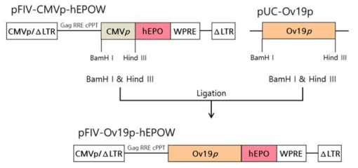 Construction of pFIV-Ov19p-hEPOW lentivirus vector for oviduct-tissue specific hEPO expression. CMVp/5′ΔLTR, hybrid CMV promoter-R/U5 long terminal repeat; Gag, a small part of the gag-coding sequence necessary for packaging; RRE, Rev response element; cPPT, central polypurine tract; CMVp, human cytomegalovirus promoter; hEPO, human erythropoietin gene; WPRE, woodchuck hepatitis virus posttranscriptional regulatory element; Ov19p, 1.9 Kb ovalbumin promoter; 3′ΔLTR, self-inactivating 3′ LTR with deletion in U3 region