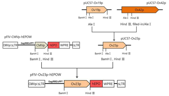 Construction of pFIV-Ov23p-hEPOW lentivirus vector for oviduct-tissue specific hEPO expression. Ov19p, 1.9 Kb ovalbumin promoter; Ov42p, 4.2 Kb ovalbumin promoter; CMVp/5′ΔLTR, hybrid CMV promoter-R/U5 long terminal repeat; Gag, a small part of the gag-coding sequence necessary for packaging; RRE, Rev response element; cPPT, central polypurine tract; CMVp, human cytomegalovirus promoter; hEPO, human erythropoietin gene; WPRE, woodchuck hepatitis virus posttranscriptional regulatory element; 3′ΔLTR, self-inactivating 3′ LTR with deletion in U3 region; Ov23p, 2.3 Kb ovalbumin promoter