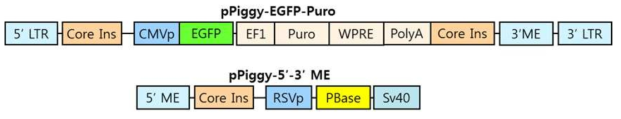 Structure of piggyBac transposon vector for EGFP gene expression. 5′ LTR, 5′ long terminal repeat; Core INS, core insulator; CMV, human cytomegalovirus promoter; EGFP, enhanced green fluorescent protein gene; EF1, elongation factor-1 promoter; Puro, puromycin resistant gene; WPRE, woodchuck hepatitis virus posttranscriptional regulatory element; 3′ ME, 3′ mobile element; 5′ ME, 3′ LTR, 3′ long terminal repeat; 5′ mobile element; RSVp, Rous sarcoma virus promoter; PBase, piggyBac transposonase; SV40, Simian virus 40 PolyA