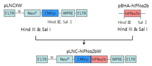 Construction of pLNC-hIFNα2bW retrovirus vector for hIFNα2b expression. 5′ LTR, 5′ long terminal repeat; NeoR, Neomycin resistant gene; CMVp, human cytomegalovirus promoter; WPRE, woodchuck hepatitis virus post-transcriptional regulatory element; hIFNα2b, human interferon alpha 2b gene; 3′LTR, 3′ long terminal repeat