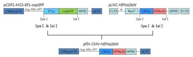 Construction of pFIV-CMV-hIFNα2bW lentivirus vector for hIFNα2b expression. CMVp/ΔLTR, hybrid CMV promoter-R/U5 long terminal repeat; Gag, a small part of the gag-coding sequence necessary for packaging; RRE, Rev response element; cPPT, central polypurine tract; EF1p, human elongation factor-1 alpha promoter; copGFP, a green fluorescent protein cloned from copepod Pontellina plumata gene; WPRE, woodchuck hepatitis virus posttranscriptional regulatory element; CMVp, human cytomegalovirus promoter; hIFNα2b, human interferon alpha 2b gene; ΔLTR, self-inactivating ΔLTR with deletion in U3 region